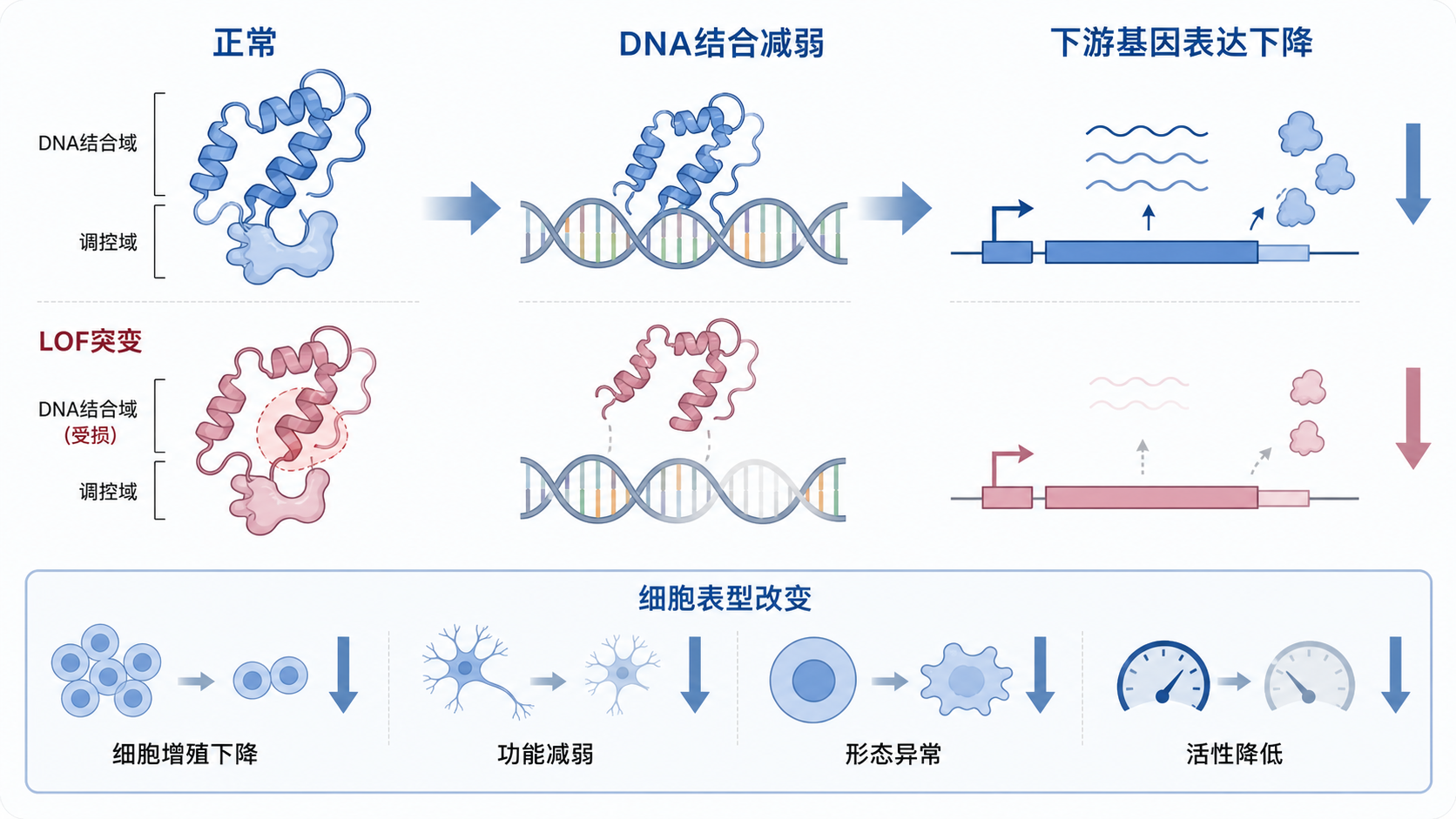 示意LOF突变导致转录因子结构改变、DNA结合减弱、下游基因表达下降的机制图,旁边配细胞表型变化图标,如增殖、迁移、凋亡。