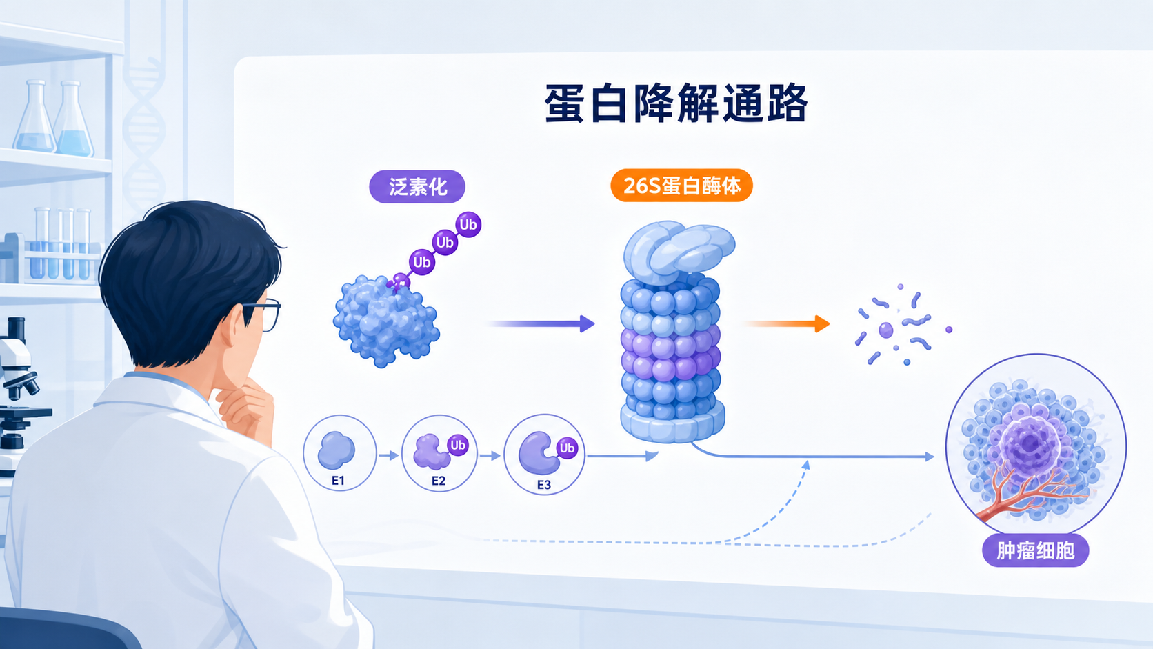 科研人员在实验台前查看蛋白降解通路示意图，背景包含泛素标记、26S蛋白酶体和肿瘤细胞图像，整体风格专业简洁