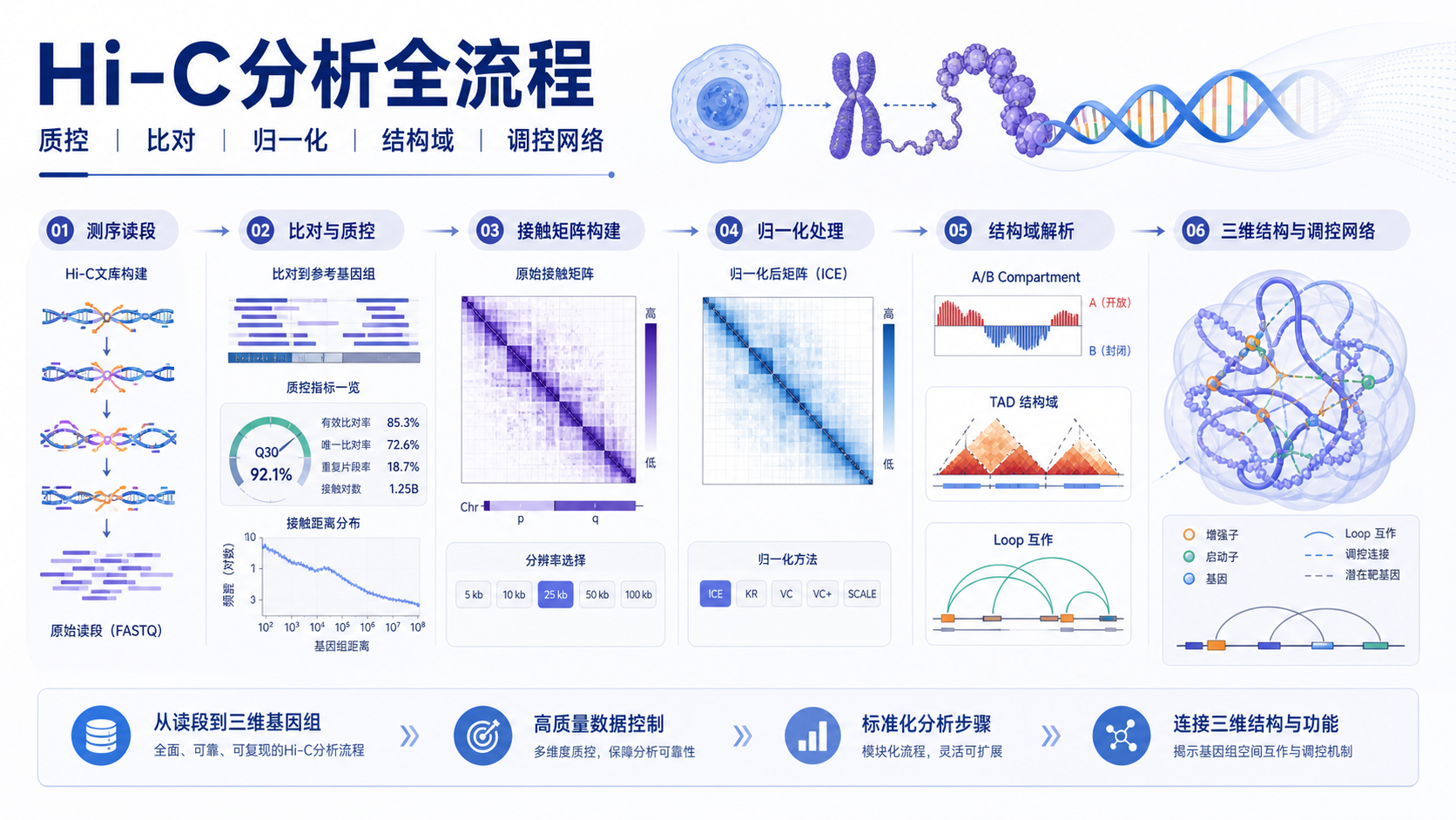 Hi-C数据分析流程:从原始数据到调控网络