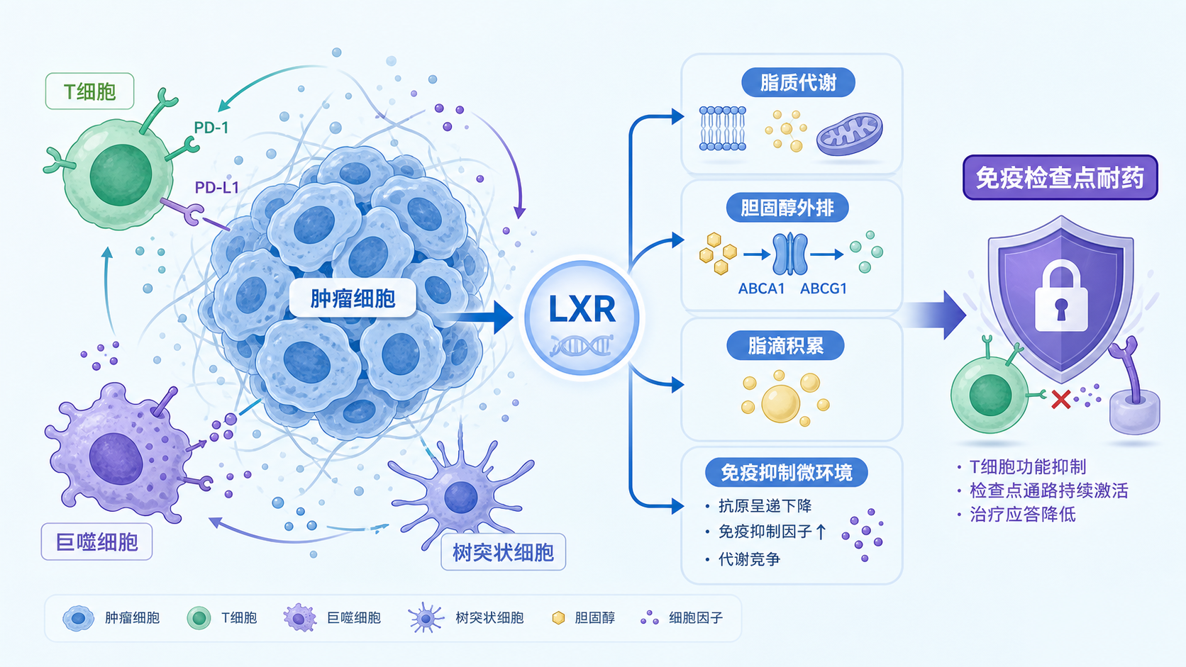 肿瘤微环境示意图,突出LXR通路与肿瘤细胞、免疫细胞、脂质代谢和免疫检查点耐药的关系