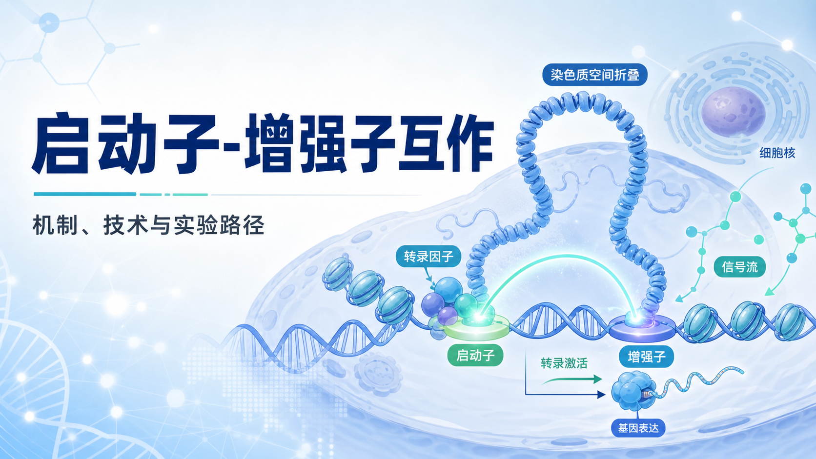 启动子-增强子互作技术前沿：探索基因转录调控新维度