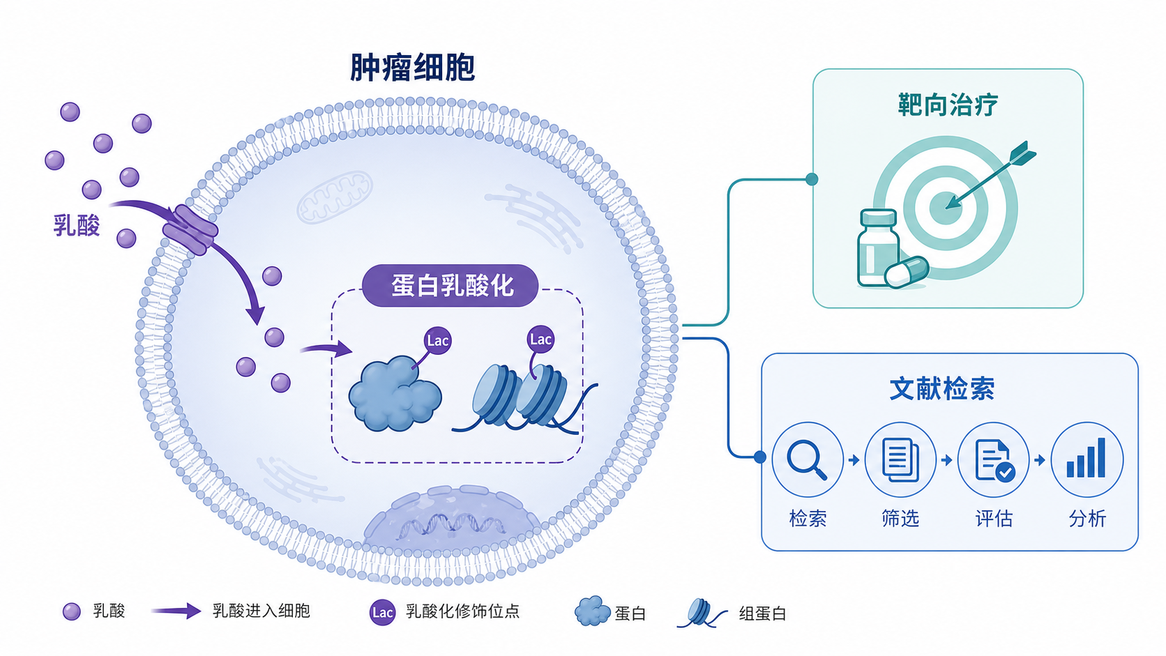 肿瘤细胞代谢示意图,乳酸分子进入细胞后引发蛋白乳酸化,并连接到靶向治疗和文献检索流程图。