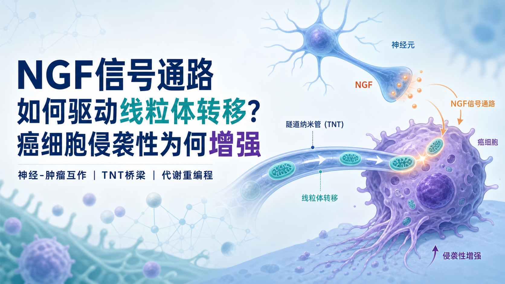 解析NGF信号通路在癌症相关神经元线粒体转移中的作用