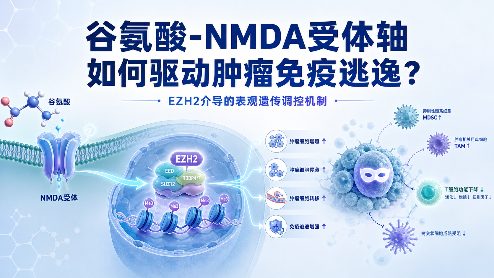 谷氨酸-NMDA受体轴通过EZH2调控肿瘤免疫新机制