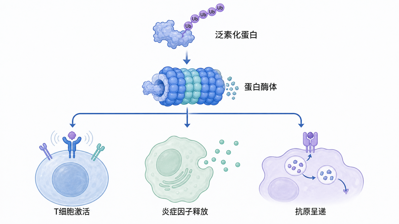 一张示意图展示泛素化蛋白进入蛋白酶体,并连接到T细胞激活、炎症因子释放和抗原呈递三个免疫场景