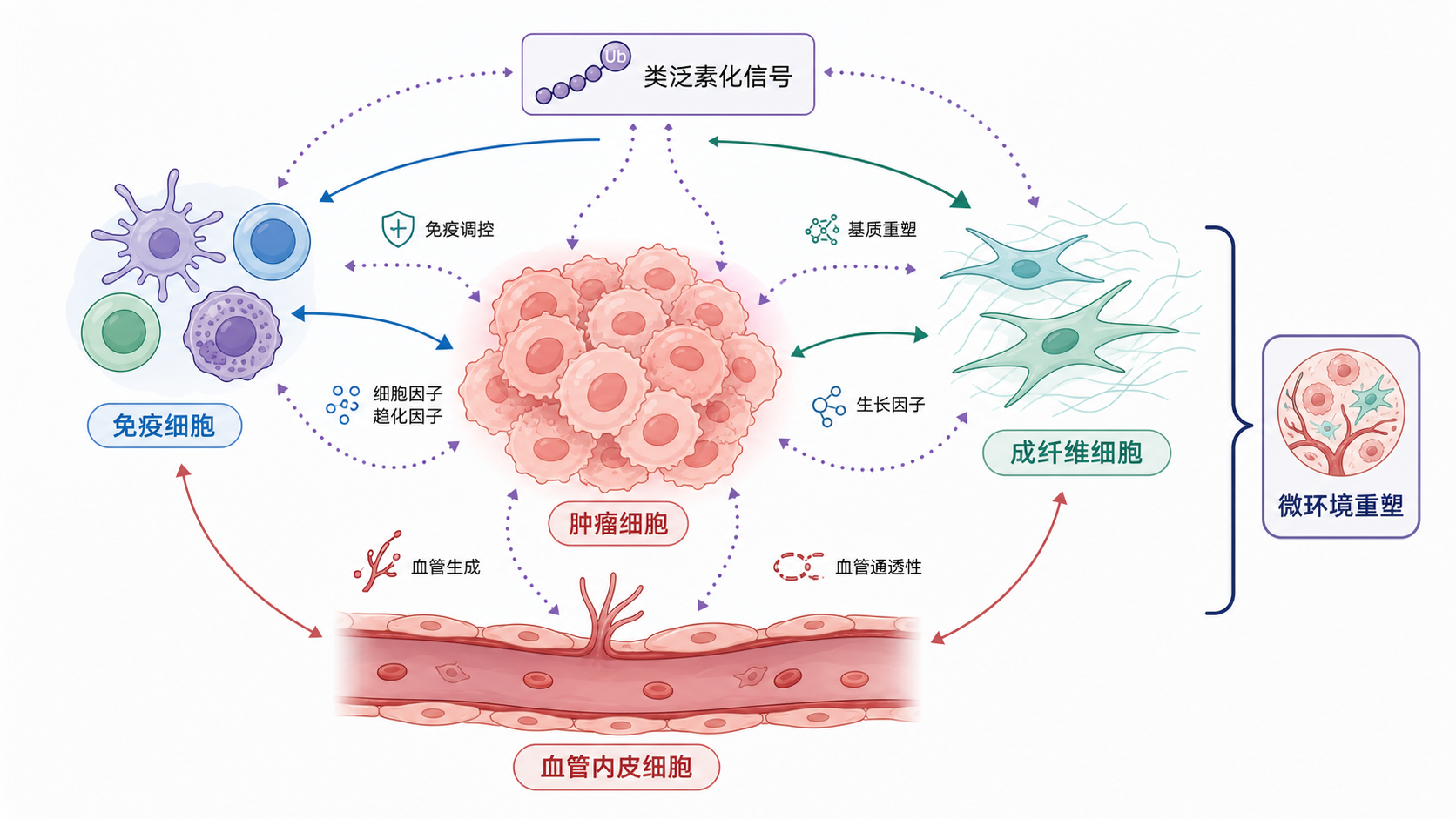 肿瘤细胞周围的免疫细胞、成纤维细胞、血管内皮细胞与类泛素化信号网络示意图,突出微环境重塑过程