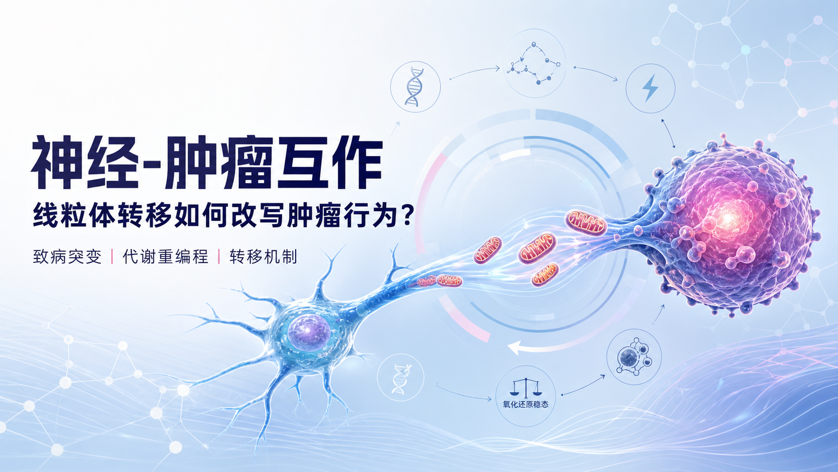 神经-肿瘤微环境新视角:致病突变如何驱动线粒体转移