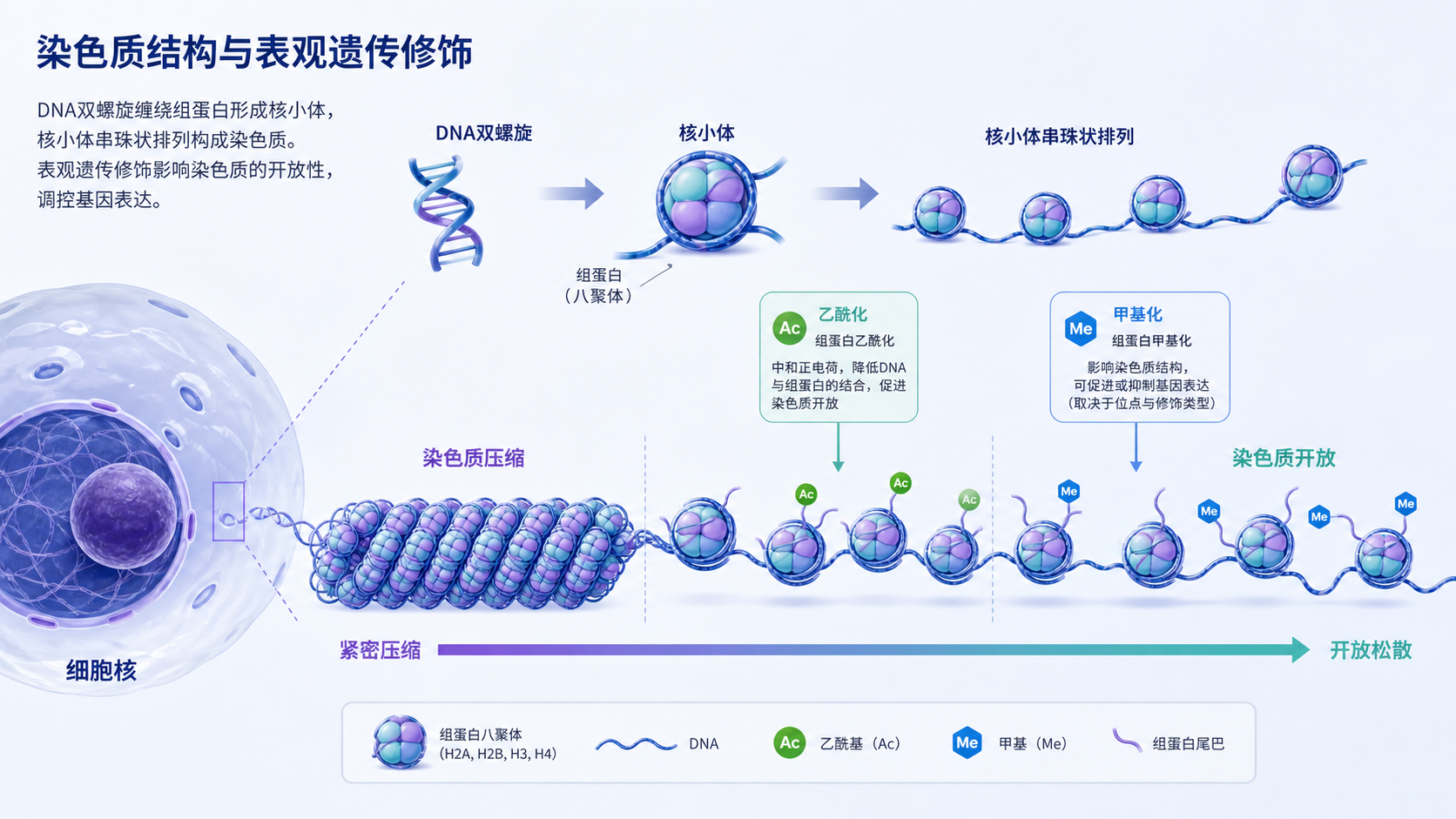 细胞核内染色质结构示意图，展示DNA缠绕组蛋白核小体，以及乙酰化、甲基化等修饰如何影响染色质开放与基因转录
