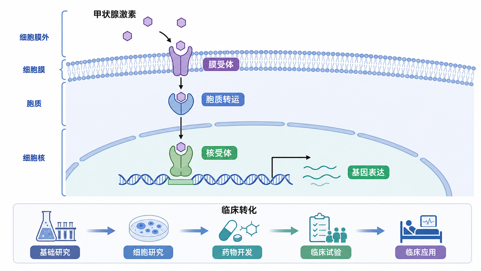 甲状腺激素进入细胞后,通过膜受体、胞质转运和核受体调控基因表达的示意图,突出临床转化研究路径。