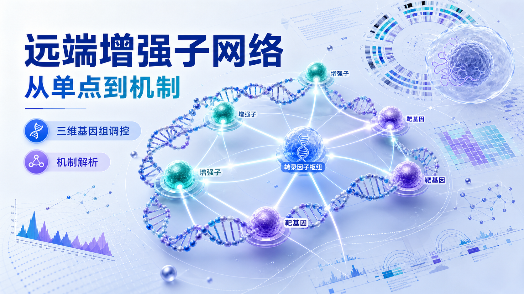 远端增强子网络:重塑基因调控研究范式