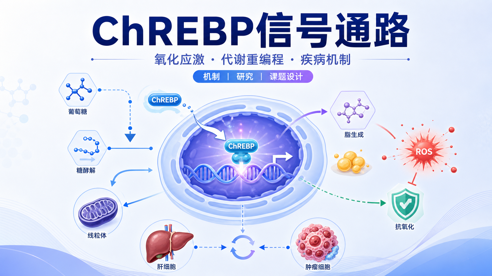 ChREBP信号轴与氧化应激：代谢重编程的新视角