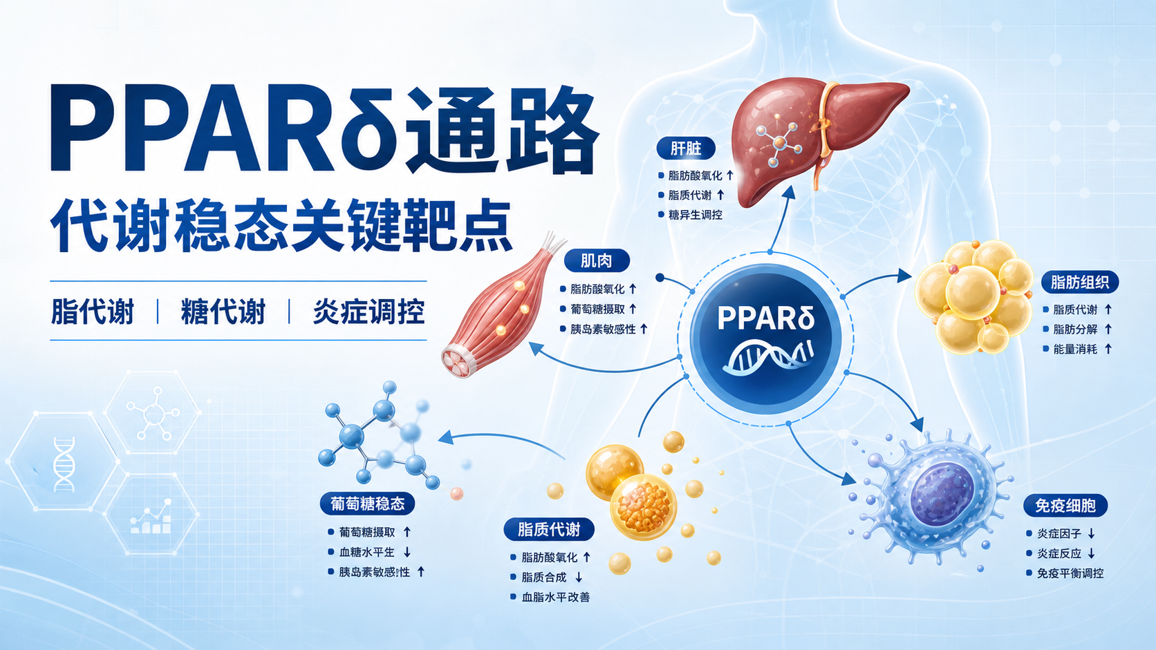靶向PPARδ通路：治疗代谢性疾病的新策略