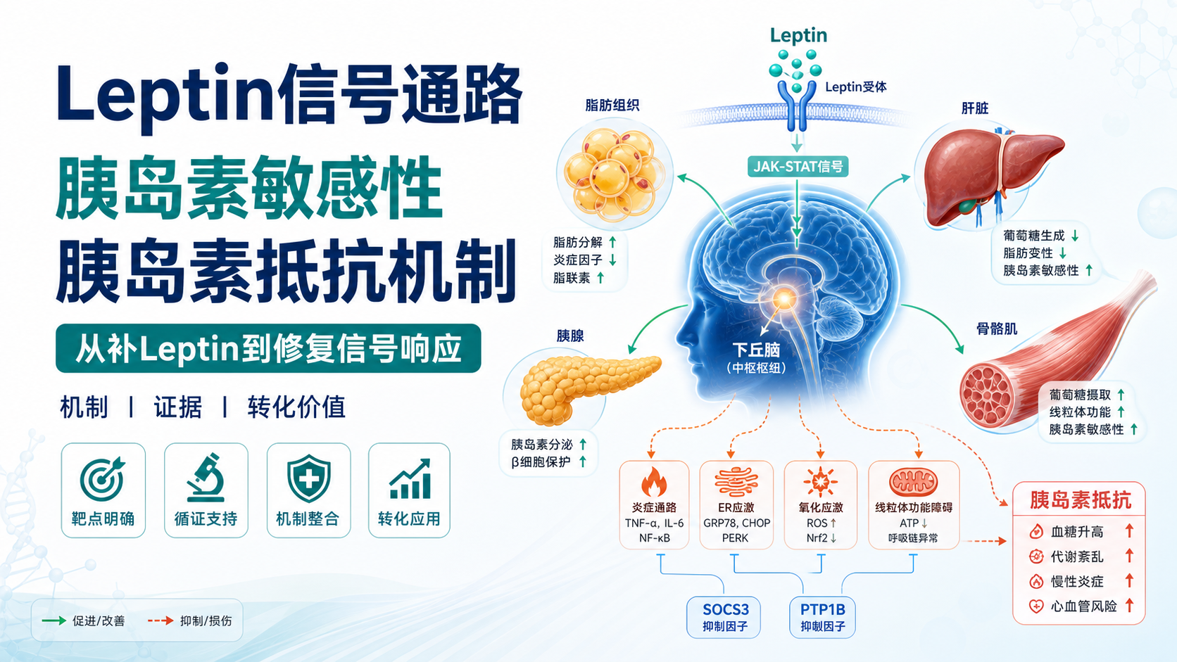 Leptin信号通路介导的胰岛素抵抗研究进展