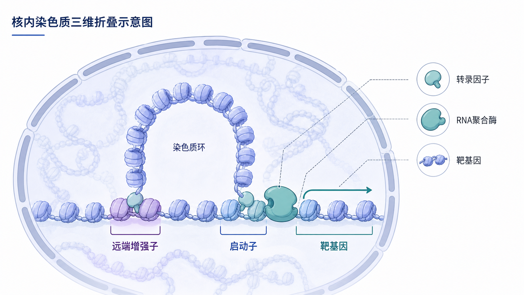 核内染色质三维折叠示意图,远端增强子通过染色质环与启动子相连,旁边标注转录因子、RNA聚合酶和靶基因表达变化