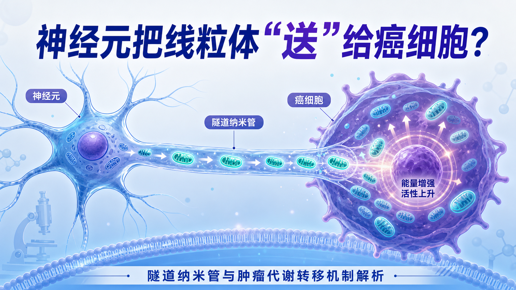 隧道纳米管介导的线粒体转移增强癌细胞转移能力