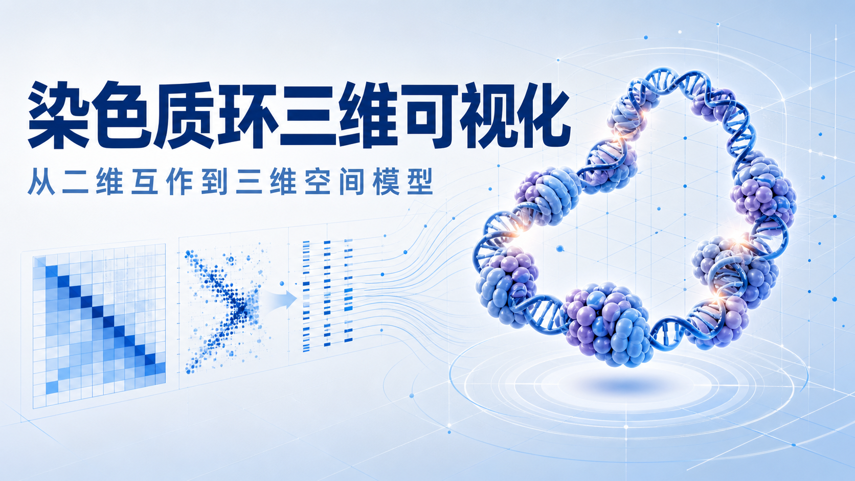 染色质环三维结构可视化新方法