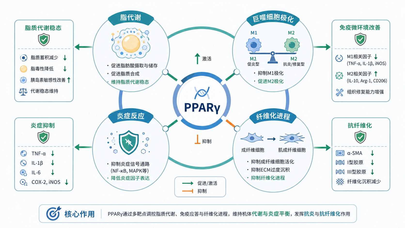 PPARγ通路与代谢、炎症、纤维化疾病关系的示意图，中心为PPARγ，外圈连接脂代谢、巨噬细胞极化、胰岛素抵抗和器官纤维化