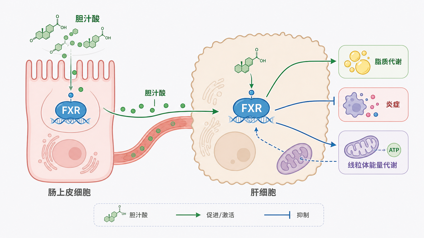 FXR受体位于肝细胞和肠上皮细胞中,连接胆汁酸、脂质代谢、炎症和线粒体能量代谢的机制示意图