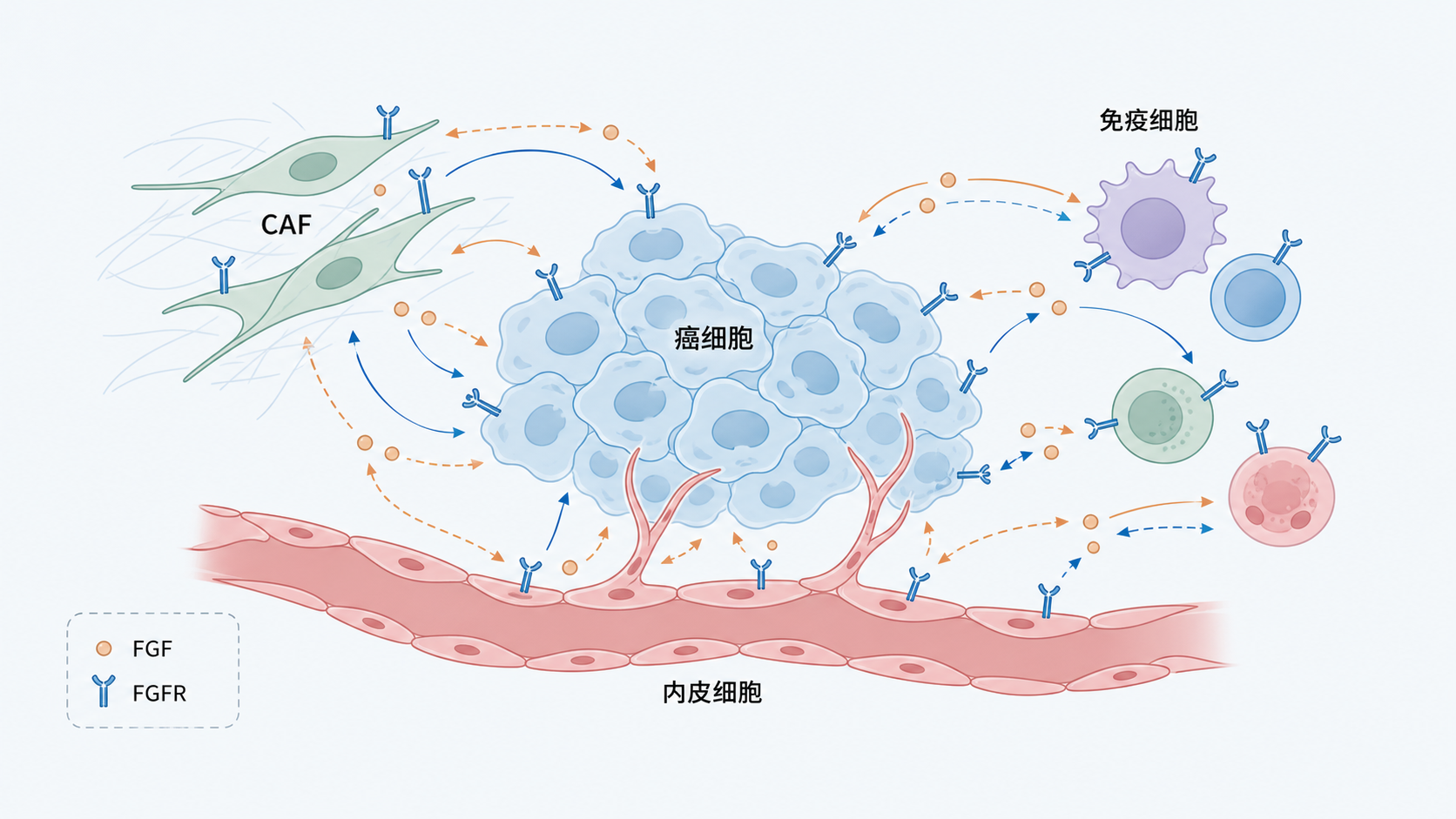 肿瘤微环境示意图,展示癌细胞、CAF、内皮细胞、免疫细胞与FGF/FGFR信号互作网络