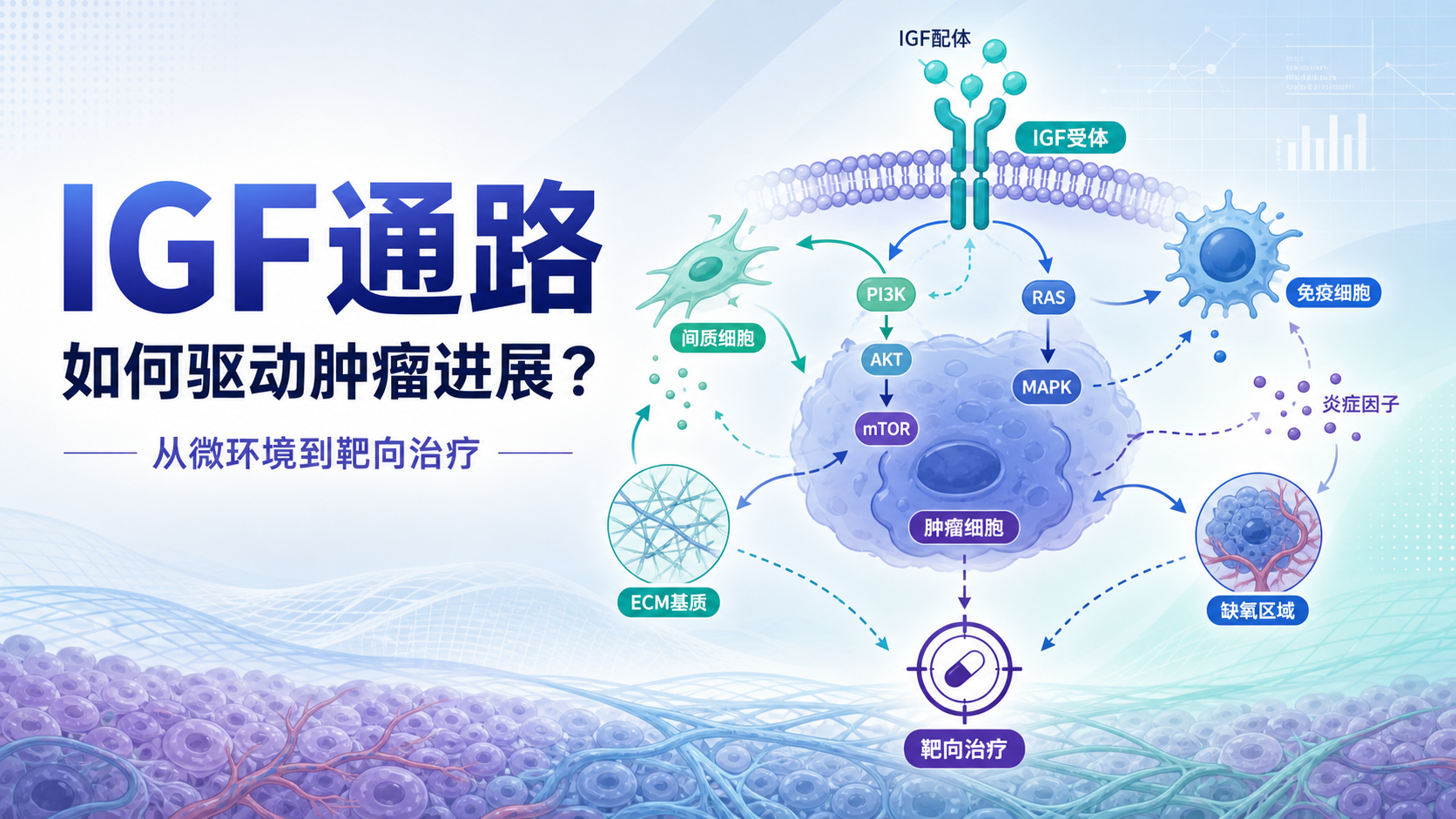 IGF通路与肿瘤微环境交互的分子机制前沿
