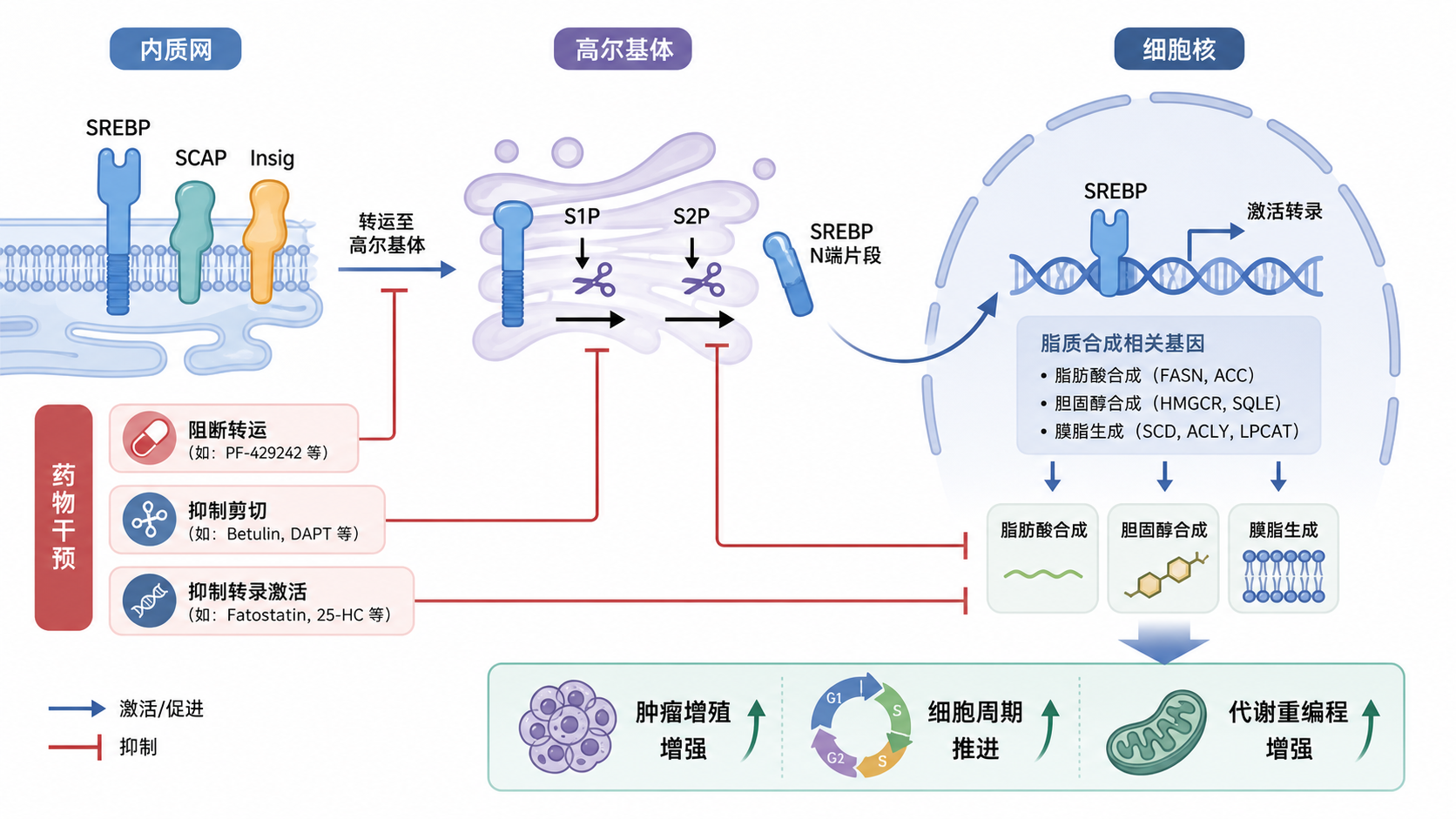 示意SREBP从内质网到高尔基体剪切入核，连接脂质合成、肿瘤增殖和药物干预的机制图