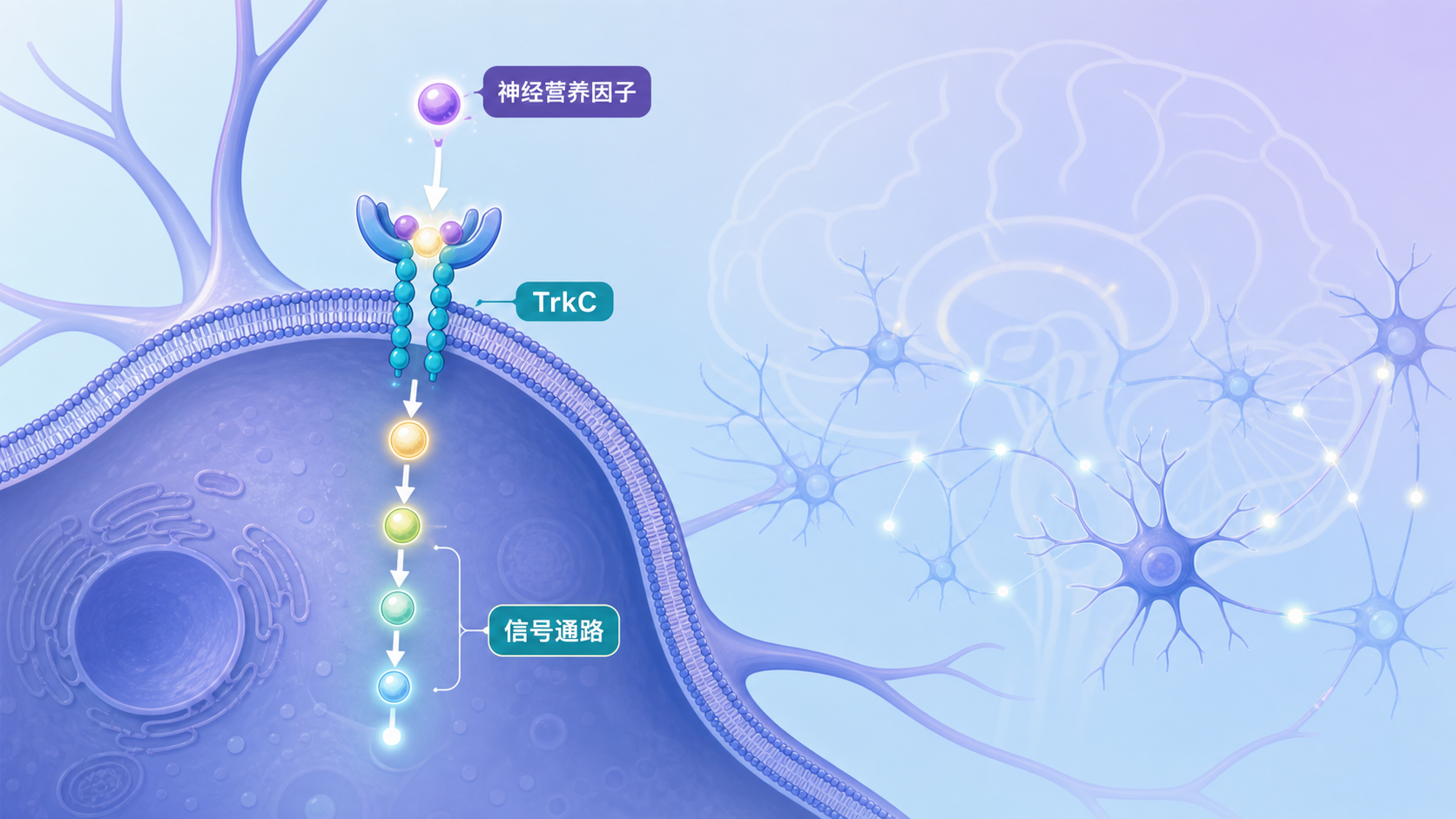 神经元示意图,显示TrkC受体位于细胞膜上,神经营养因子结合后触发下游信号通路,背景可加入脑区与退行性疾病相关神经元损伤元素