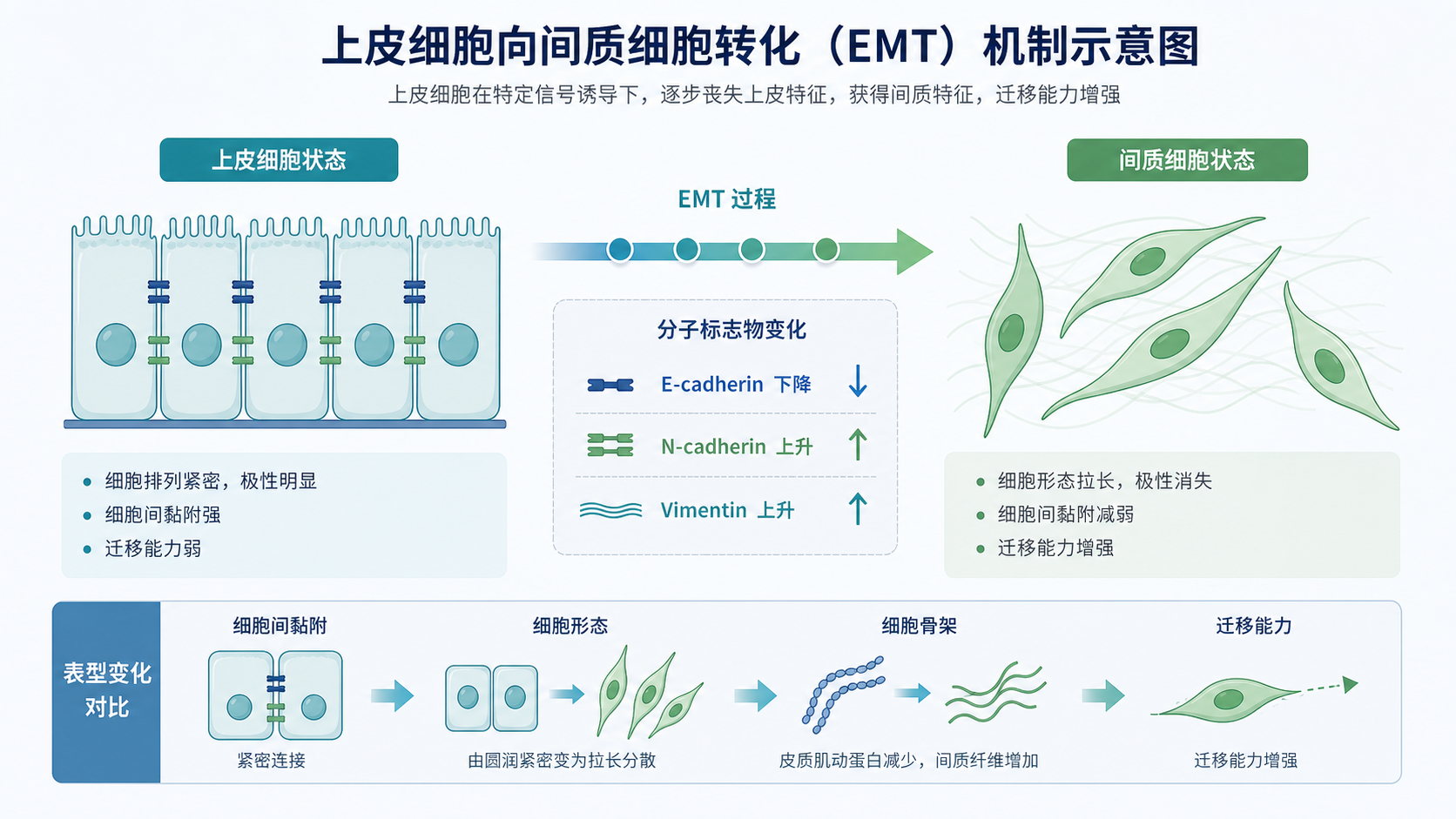 展示上皮细胞向间质细胞转化的示意图,包含E-cadherin下降、N-cadherin和Vimentin上升,以及TGF-β、Wnt、Notch等信号箭头的网络图