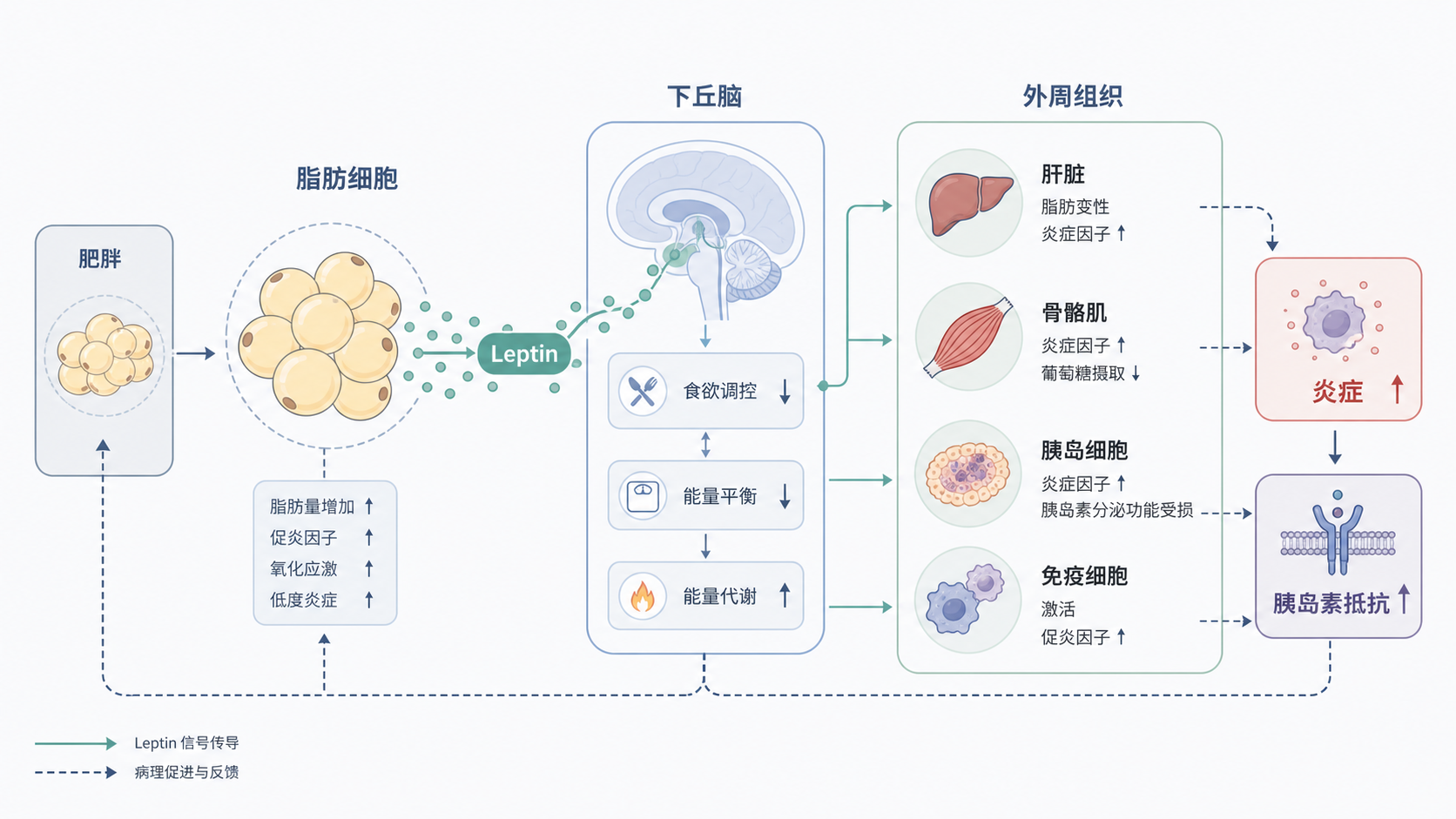 示意图展示Leptin由脂肪细胞分泌,经下丘脑和外周组织作用,连接肥胖、炎症与胰岛素抵抗的机制网络