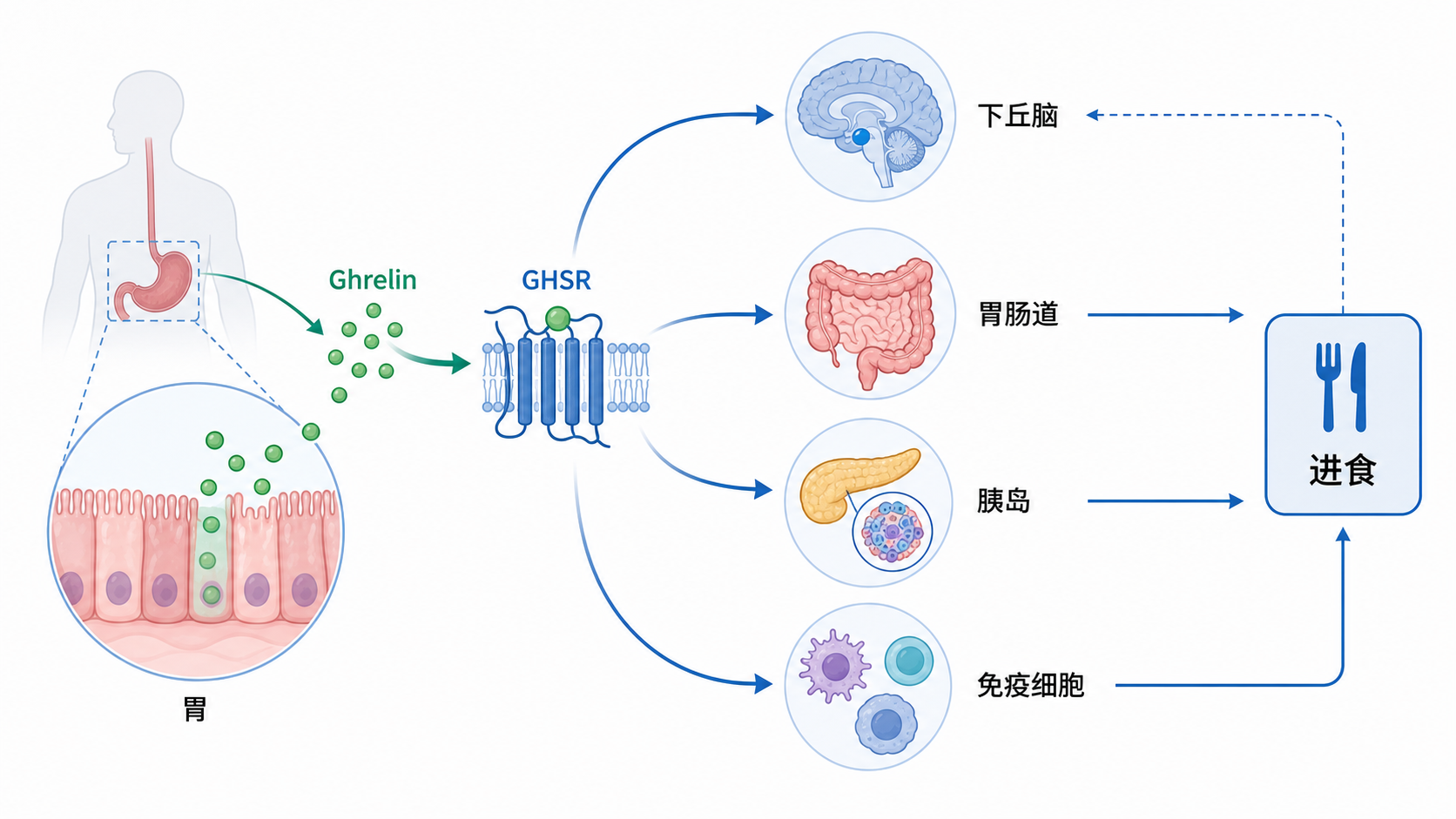 Ghrelin由胃部分泌,结合GHSR后影响下丘脑、胃肠道、胰岛和免疫细胞的机制示意图,突出“进食调控、代谢、炎症、神经保护”四个方向