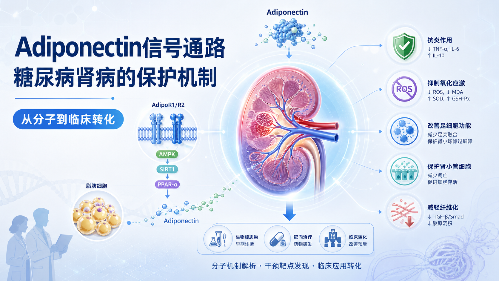 靶向Adiponectin信号通路改善糖尿病肾病的研究进展