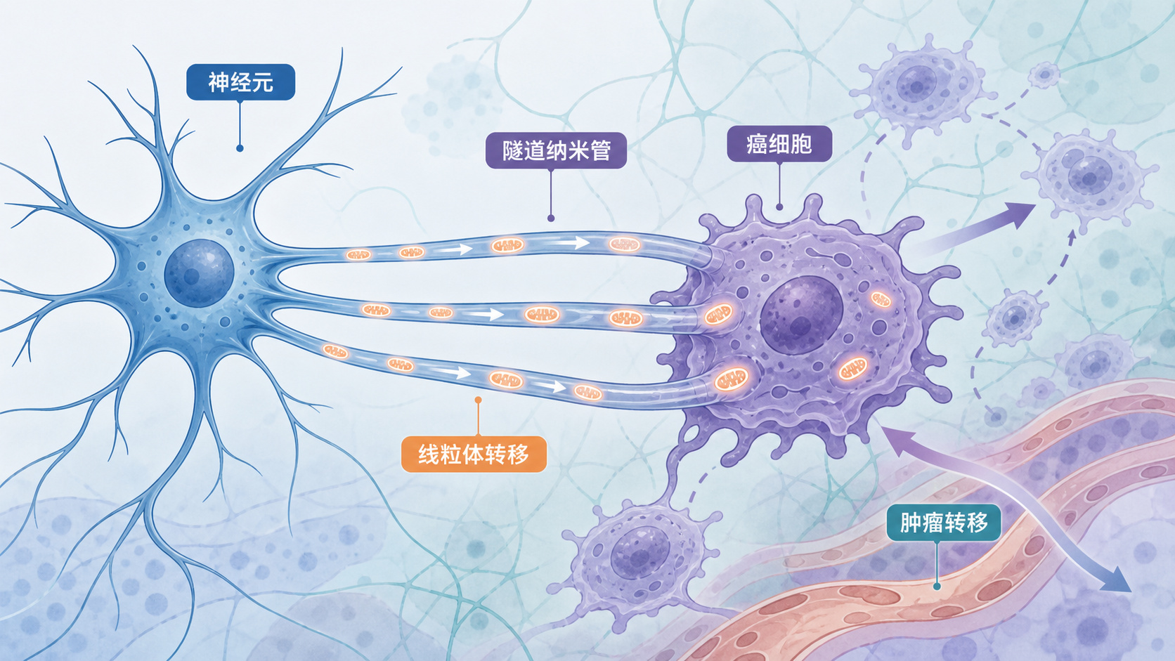 示意图显示神经元与癌细胞之间通过隧道纳米管连接，线粒体沿管道转移到癌细胞内，背景突出肿瘤转移过程
