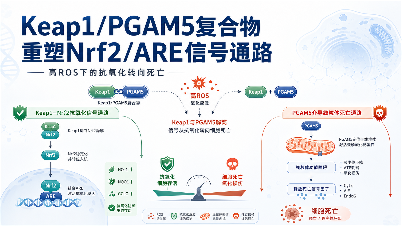 Keap1/PGAM5复合物调控Nrf2信号通路新发现