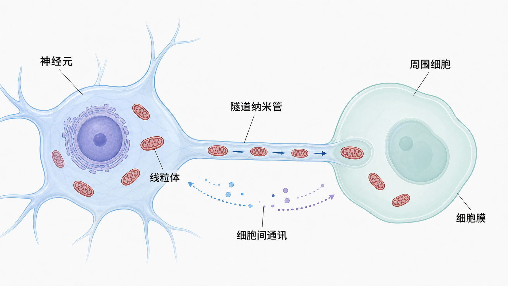神经元通过隧道纳米管向周围细胞转移线粒体的示意图,突出线粒体、细胞膜和微环境中的细胞间通讯。