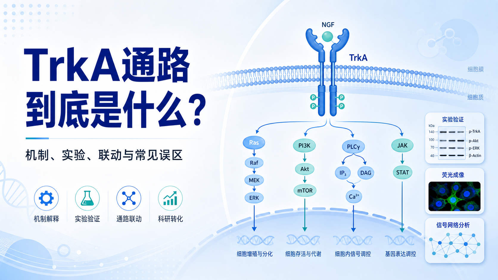 TrkA通路：科研人的“幽默开关”，你敢信它还能这样玩？