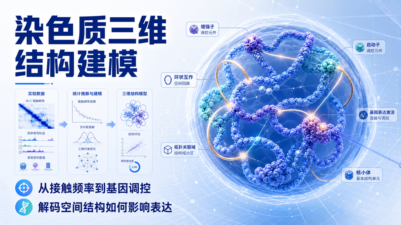 染色质三维结构建模如何重塑我们对基因表达调控的认知