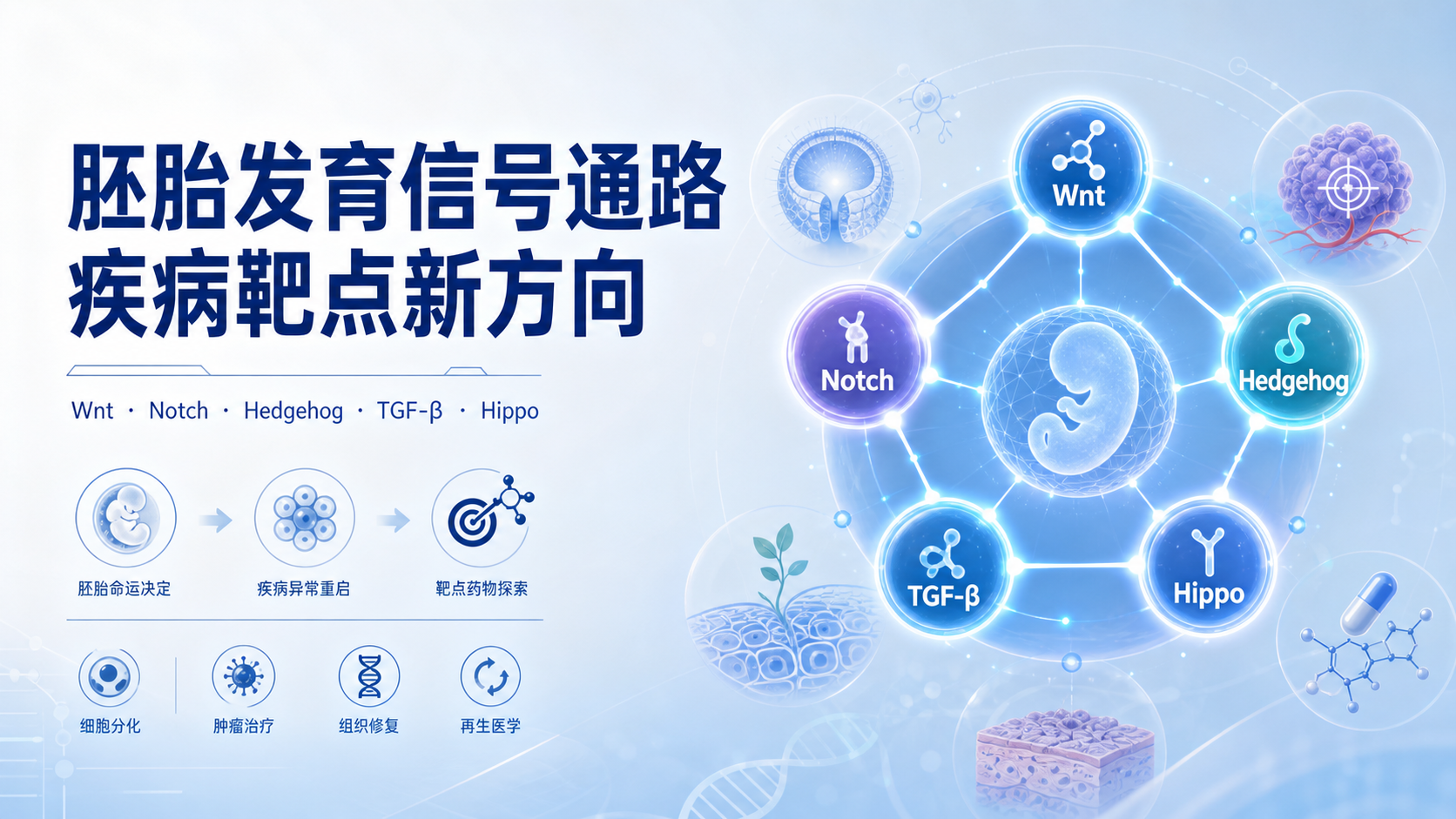 基于胚胎发育信号通路的疾病治疗靶点探索
