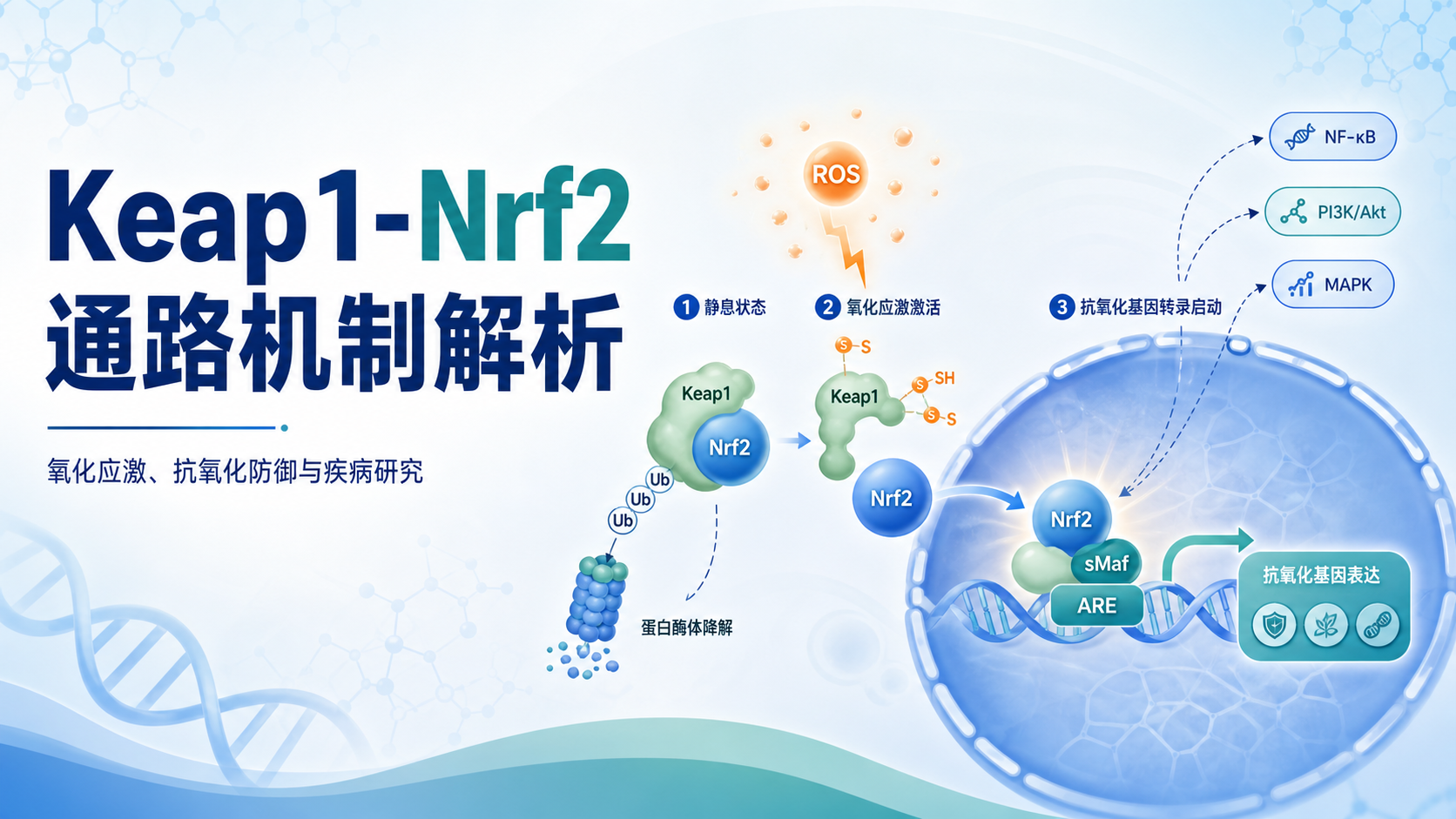 Keap1-Nrf2通路：细胞氧化应激抵抗的关键调控节点