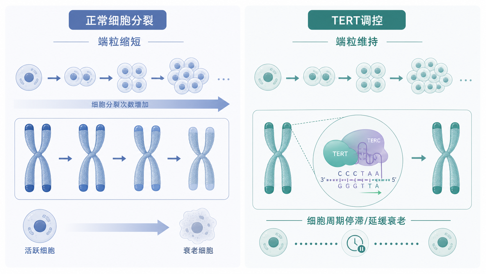 端粒缩短示意图,左侧为正常细胞分裂,右侧为TERT调控下的端粒维持与细胞周期停滞/延缓衰老示意,配合p53、p21、RB通路标注