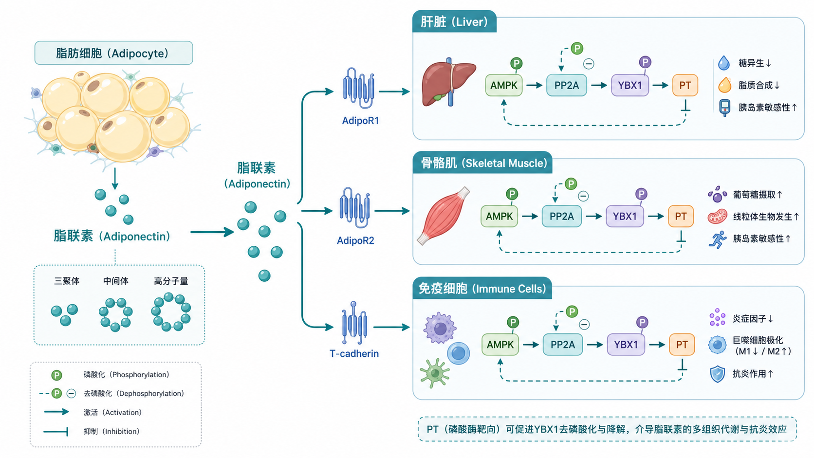 脂联素信号从脂肪细胞到肝脏、骨骼肌和免疫细胞的通路示意图,突出AMPK、PP2A、YBX1、PTP1B与线粒体代谢变化
