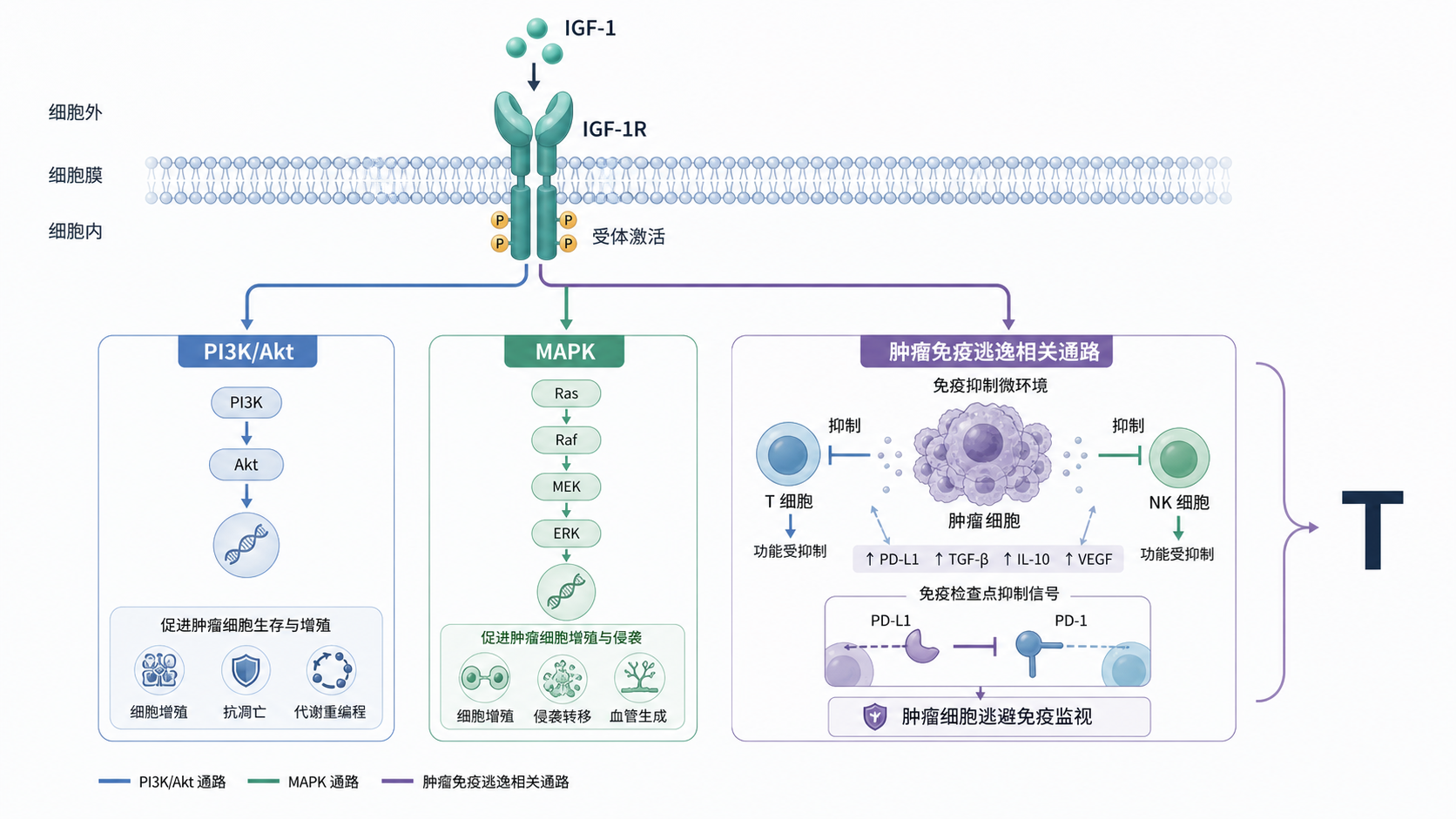一张IGF-1R受体激活后,连接PI3K/Akt、MAPK与肿瘤免疫逃逸的机制示意图,右侧标注T细胞、Treg、MDSC和PD-1/PD-L1关系。