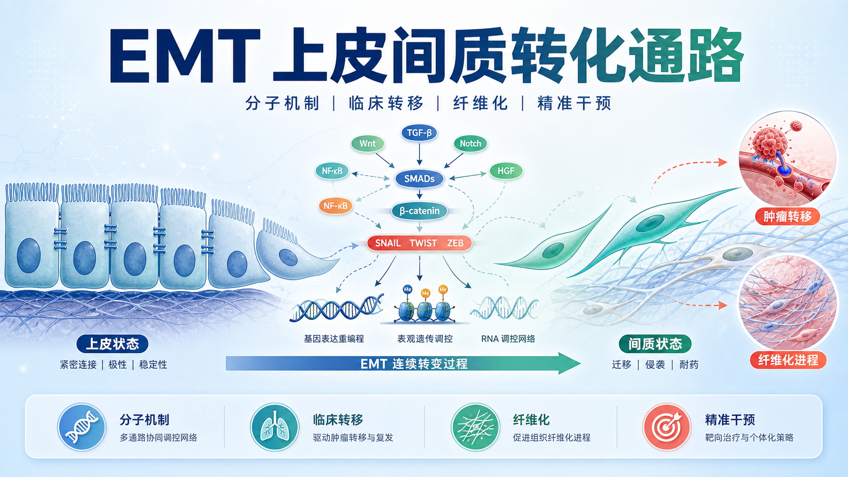 上皮间质转化通路的新视角：从分子基础到临床干预