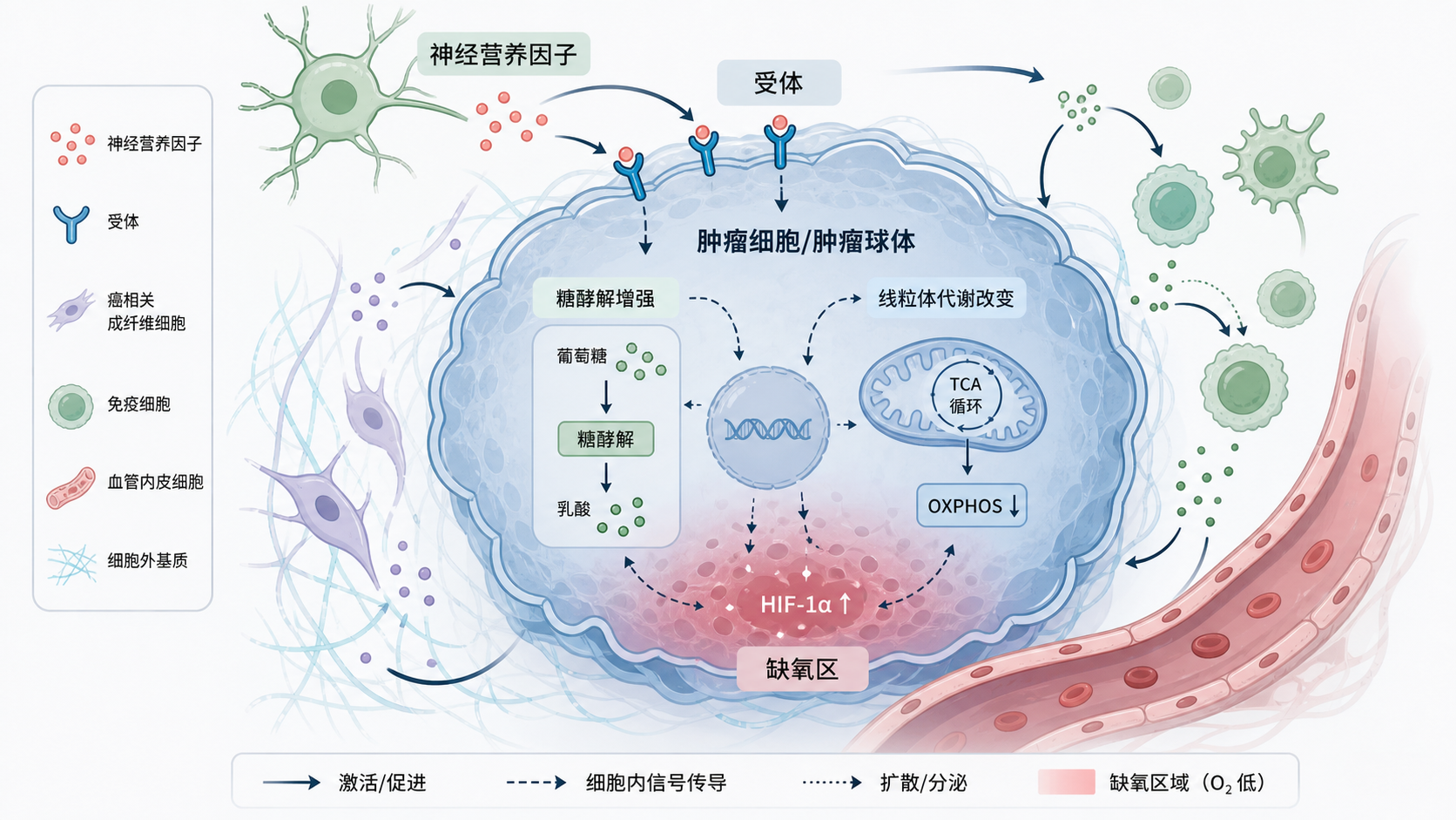 肿瘤微环境示意图,中心为肿瘤细胞,周围标注神经营养因子、受体、糖酵解增强、线粒体代谢改变和缺氧区域,风格为学术综述插图