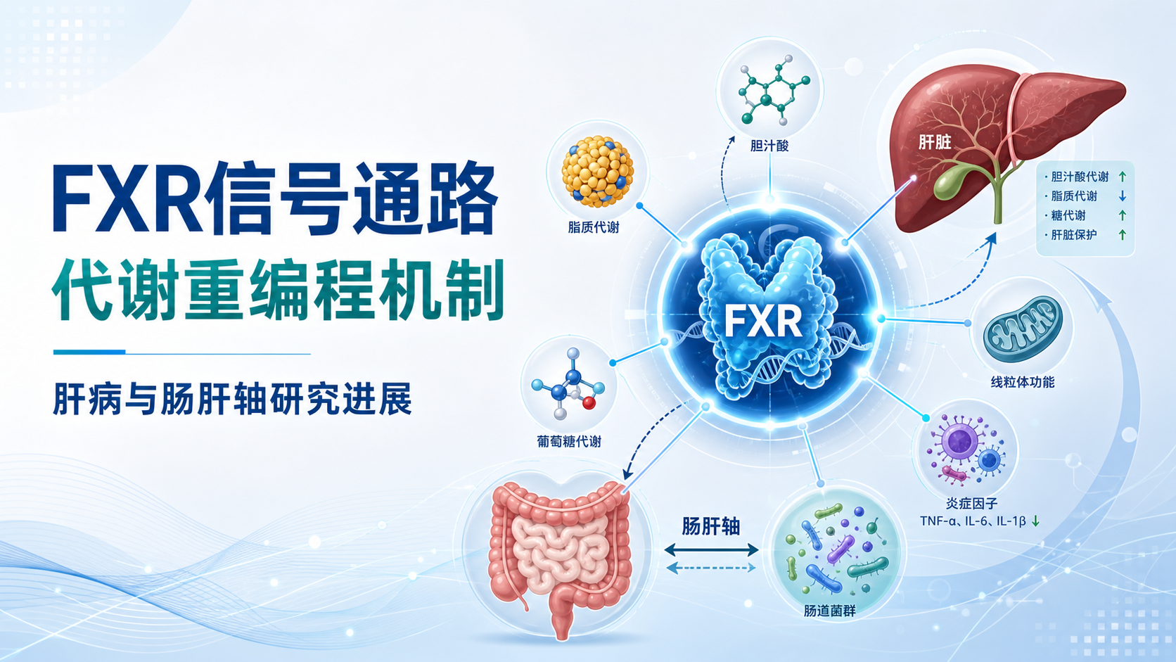 FXR信号通路调控代谢重编程的机制与疾病关联新进展