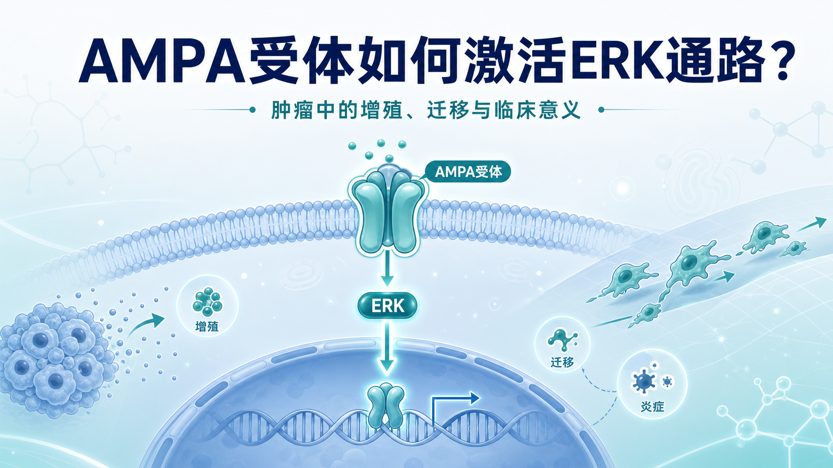 AMPA受体与ERK信号通路在癌症中的角色