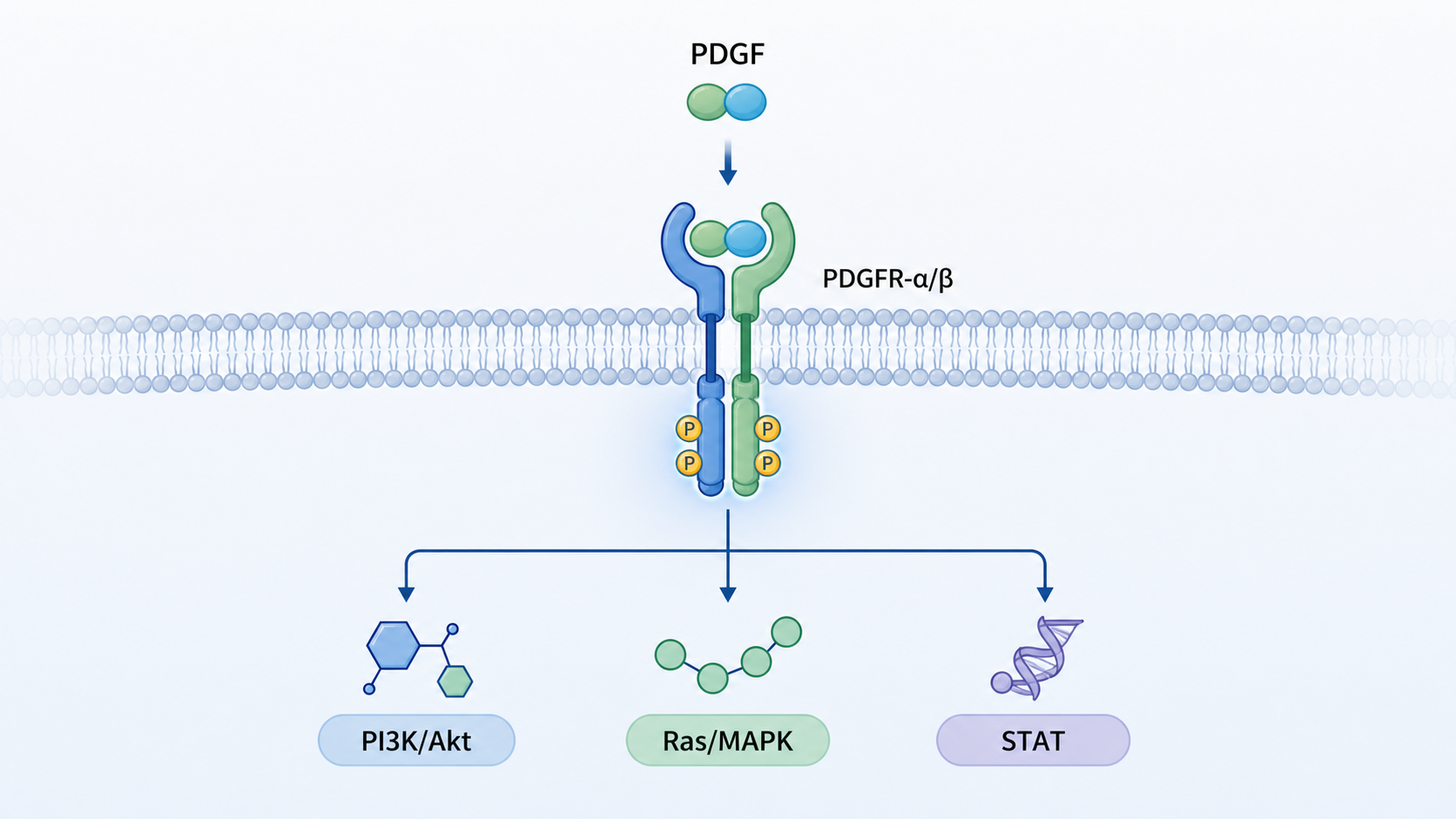 PDGF配体结合PDGFR-α/β后激活PI3K/Akt、Ras/MAPK和STAT等下游通路的示意图,旁边并列显示纤维化组织和肿瘤微环境中的成纤维细胞