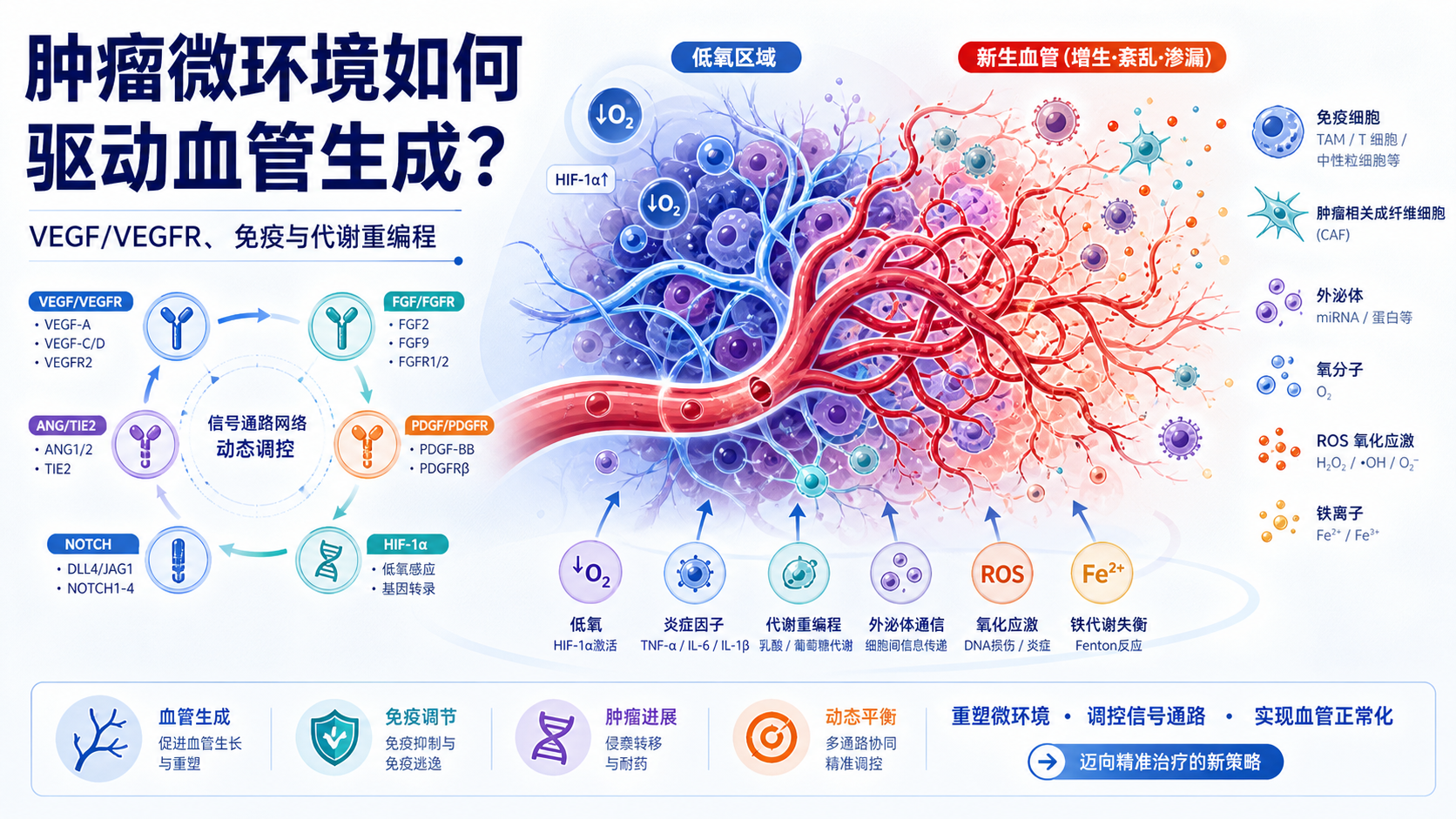 肿瘤微环境血管生成信号通路的调控新机制