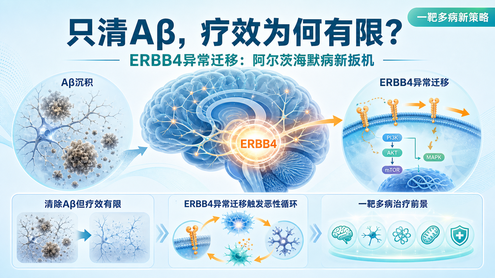 每日资讯速递2026-08-26|韩国IBS团队Nature揭示ERBB4驱动阿尔茨海默病