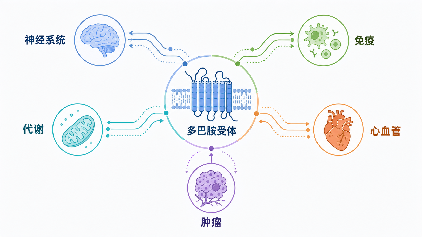 一张示意图，展示多巴胺信号通路从神经系统延伸到免疫、代谢、心血管和肿瘤四个方向，中心为多巴胺受体和下游信号分子。