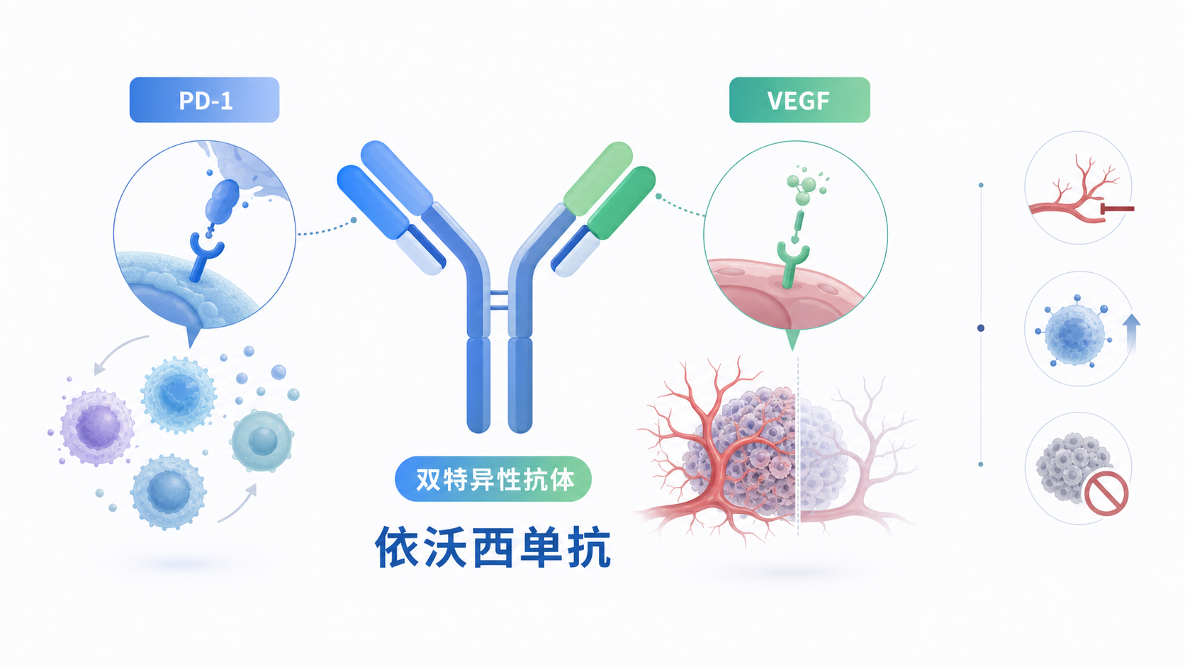 2026年8月12日资讯,康方生物全球首创的 PD-1/VEGF 双特异性抗体——依沃西单抗(依达方®)联合化疗一线治疗晚期鳞状非小细胞肺癌(sq-NSCLC)的新适应症获国家药品监督管理局(NMPA)批准上市。这是该药在肺癌领域的第3个适应症,也是全球首个在随机、双盲、对照 III 期临床中对比"PD-1 单抗联合化疗"取得无进展生存期(PFS)与总生存期(OS)双显著阳性结果的方案,被业内视为晚期肺鳞癌一线治疗格局的一次重塑。