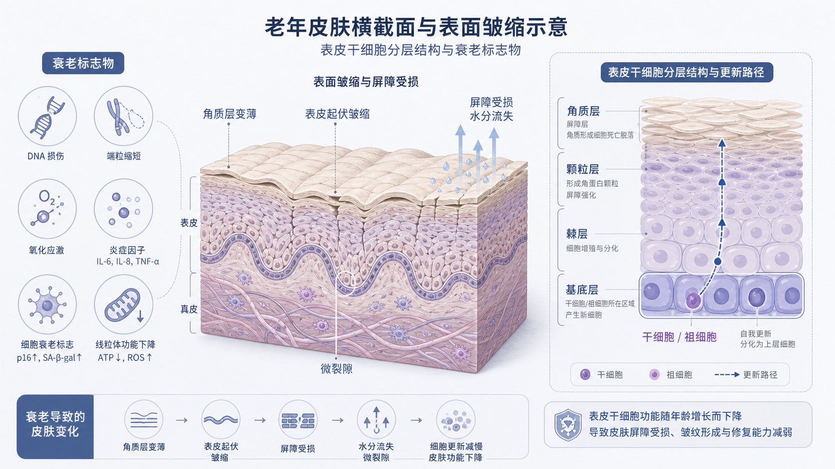 老年皮肤表面皱缩、屏障受损示意图,叠加表皮干细胞分层结构与衰老标志物图标